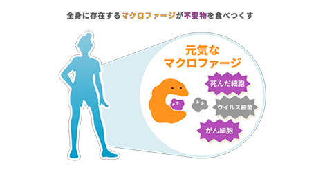 免疫の活性化は老化を抑制する