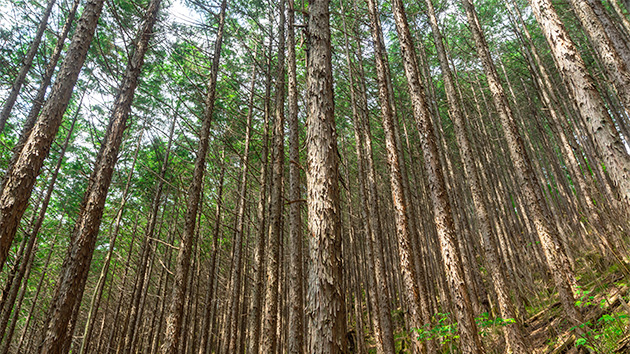 ヒノキとは？住宅に建材として使用するメリット・デメリットを解説