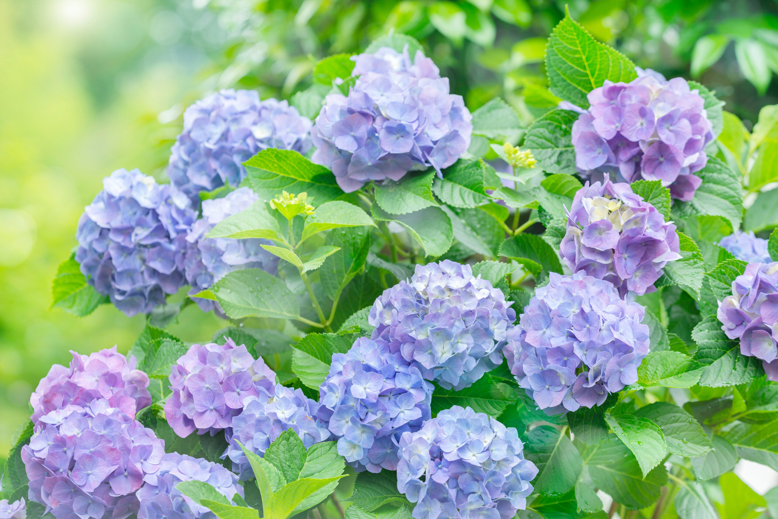 ６月のイベント案内