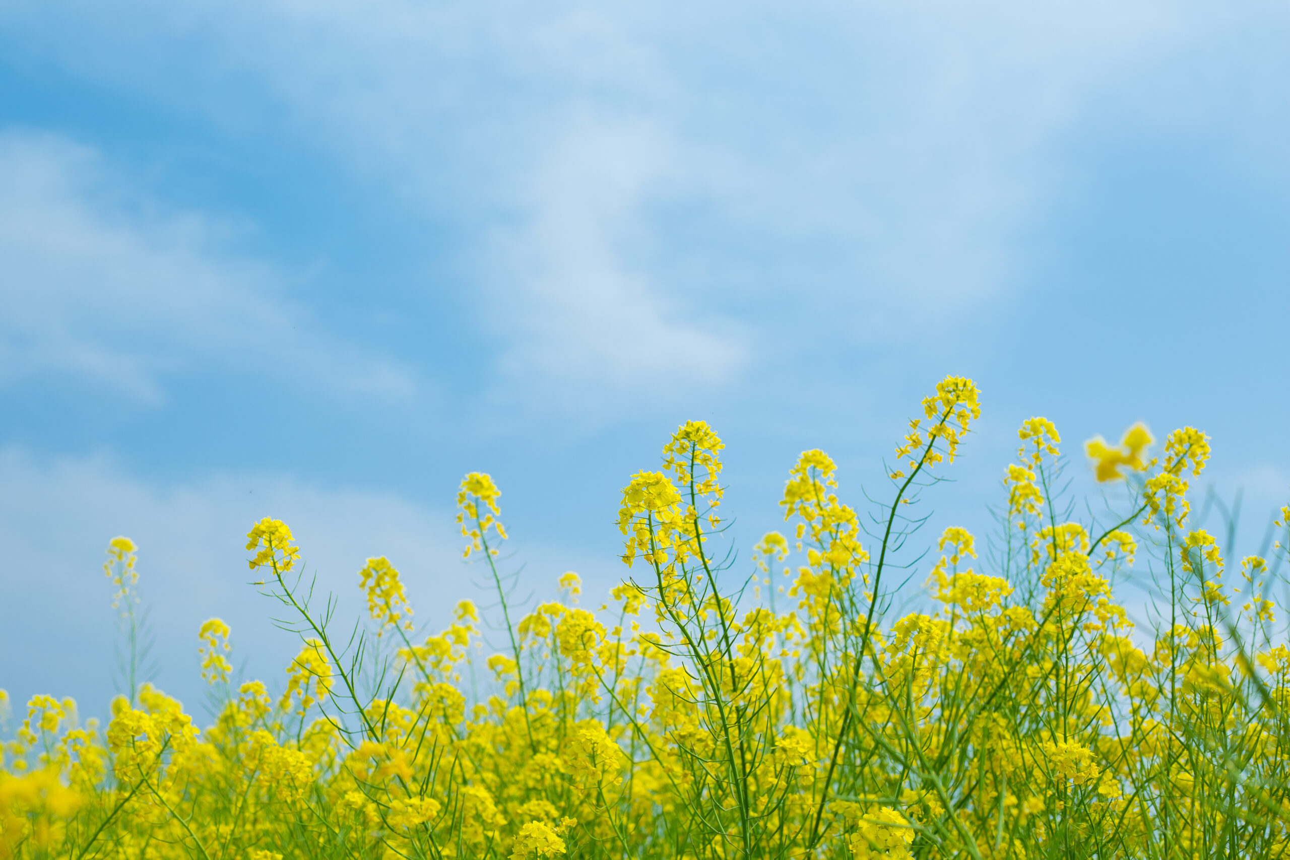 3月のイベント案内
