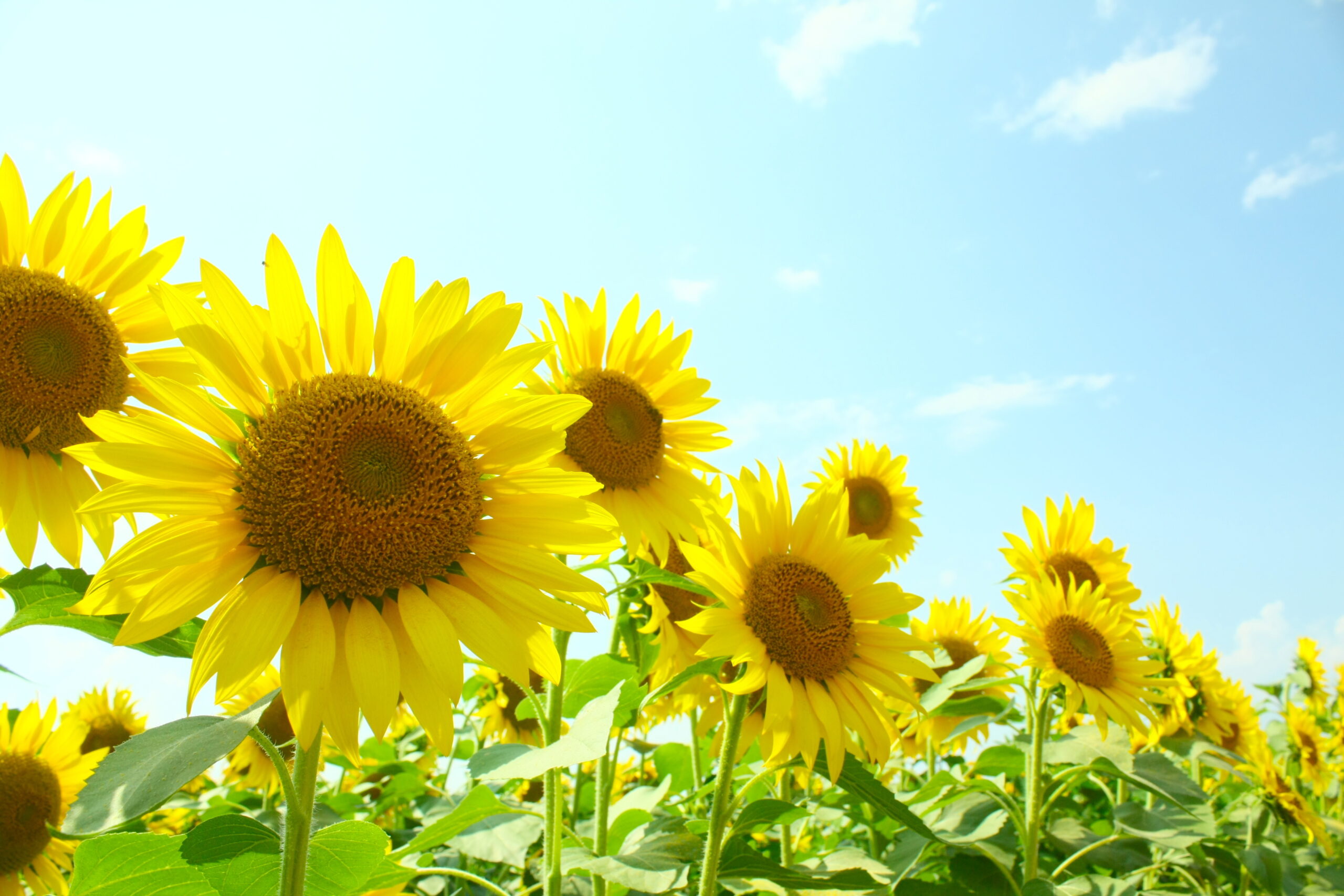 8月のイベント案内