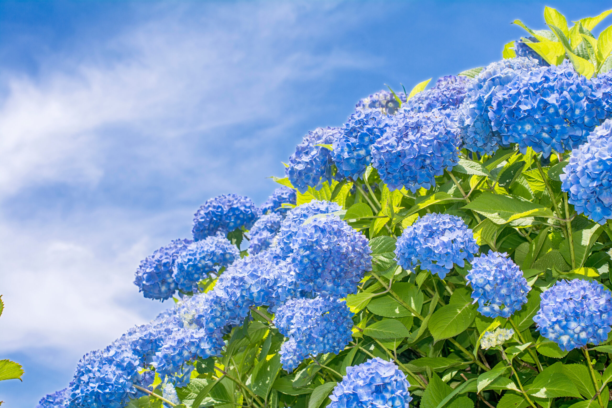 6月のイベント案内