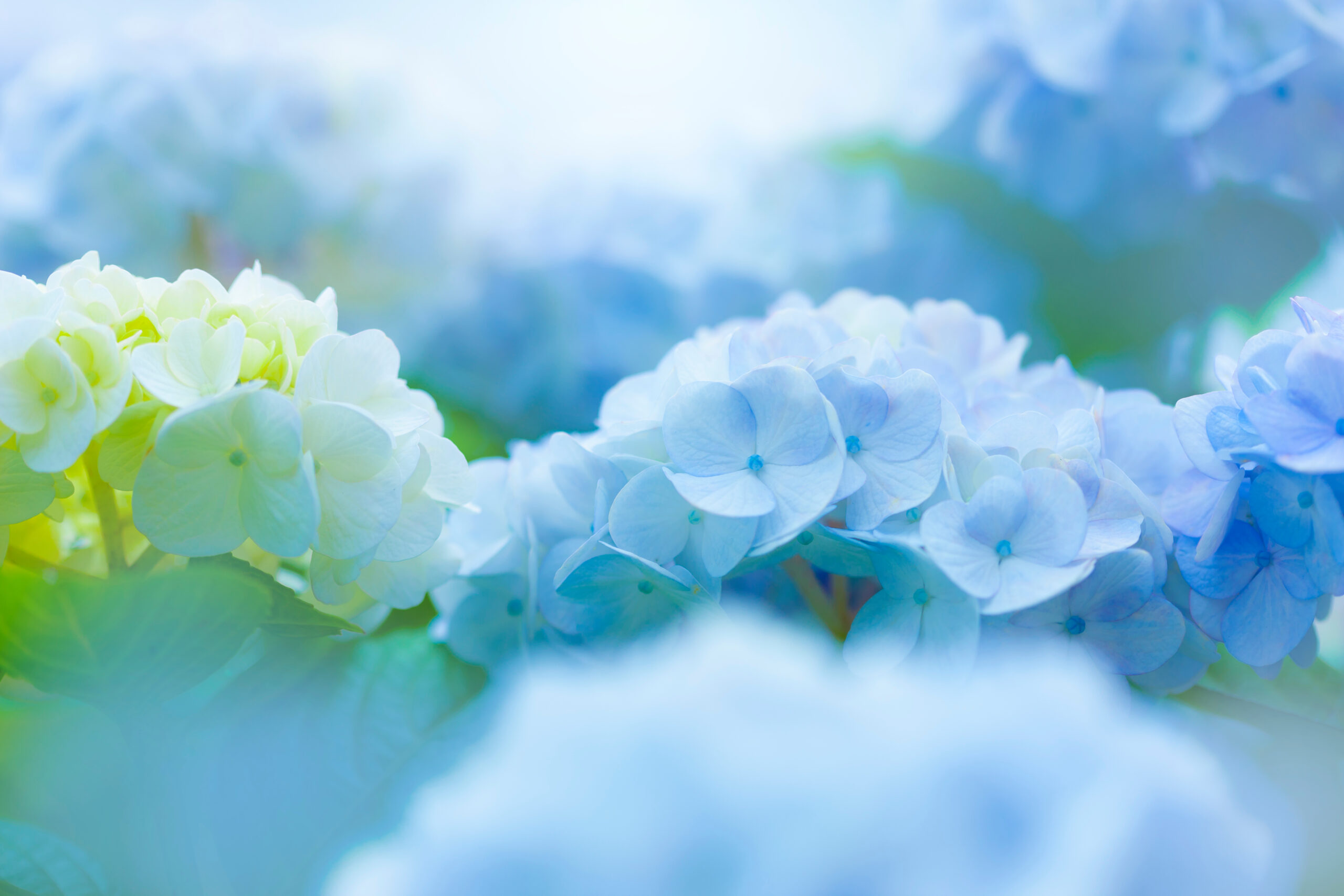 6月のイベント案内